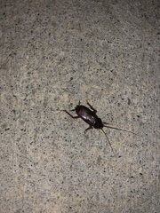 Blatta orientalis