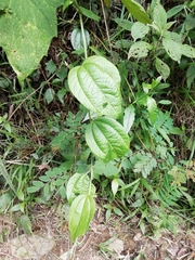 Passiflora apoda