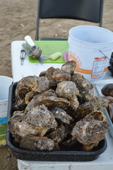 Striostrea prismatica