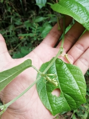 Passiflora apoda