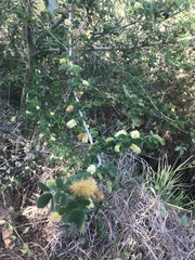 Microlobius foetidus