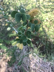 Microlobius foetidus