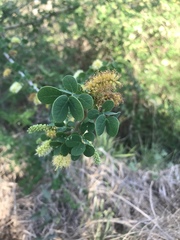 Microlobius foetidus