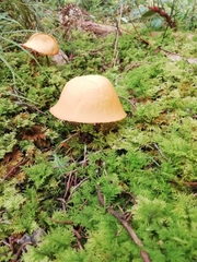 Hymenogloea papyracea