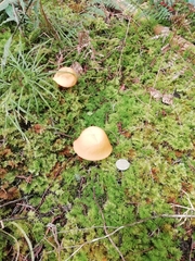 Hymenogloea papyracea
