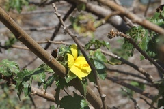 Hibiscus brackenridgei