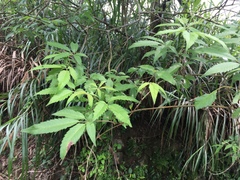 Vitex negundo cannabifolia