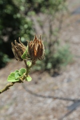 Hibiscus brackenridgei