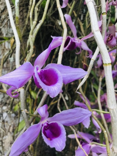 Dendrobium anosmum