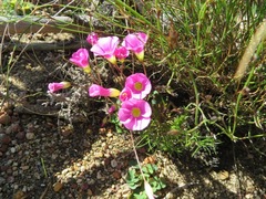 Oxalis commutata