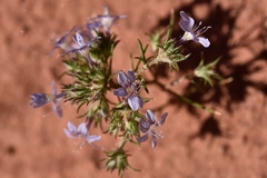 Eriastrum eremicum eremicum
