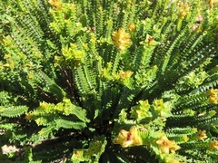 Penaea cneorum cneorum