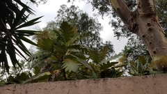 Bocconia arborea