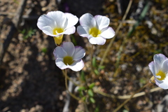 Oxalis monophylla monophylla