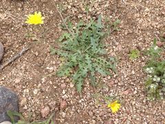 Malacothrix fendleri