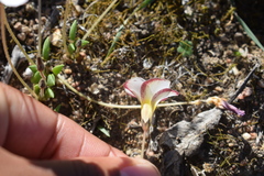 Oxalis monophylla monophylla