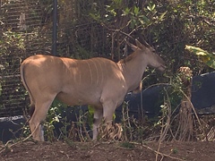 Tragelaphus