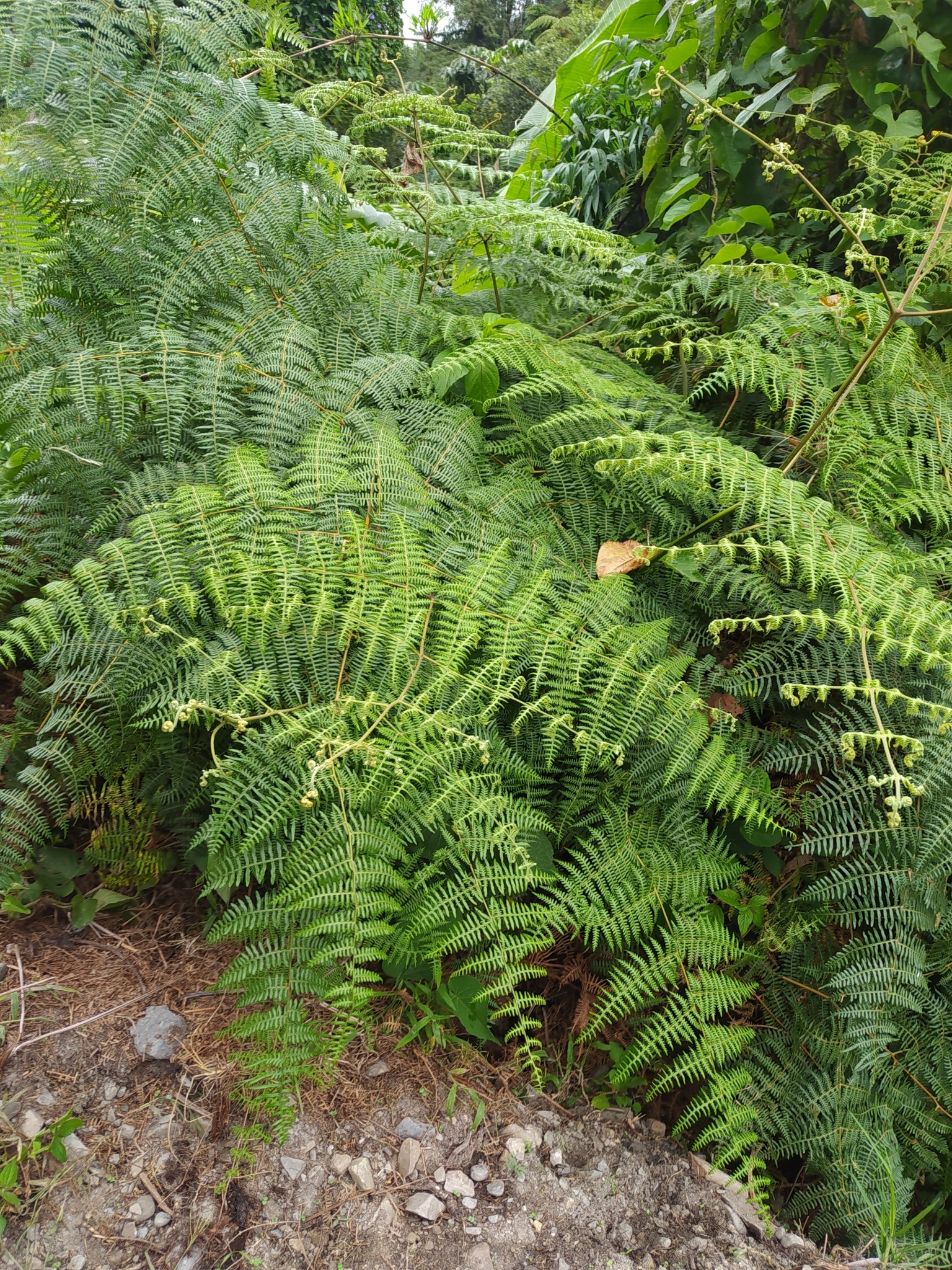 Dennstaedtiaceae image