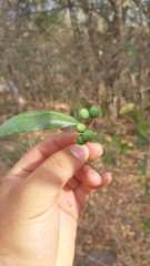 Sideroxylon persimile