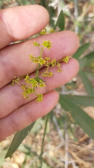 Pristimera celastroides