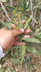 Pristimera celastroides