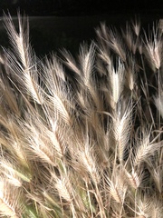 Hordeum jubatum