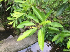 Syzygium nervosum