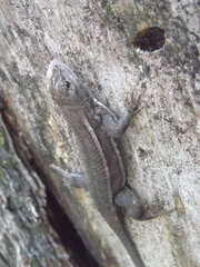 Sceloporus virgatus