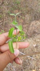 Semialarium mexicanum