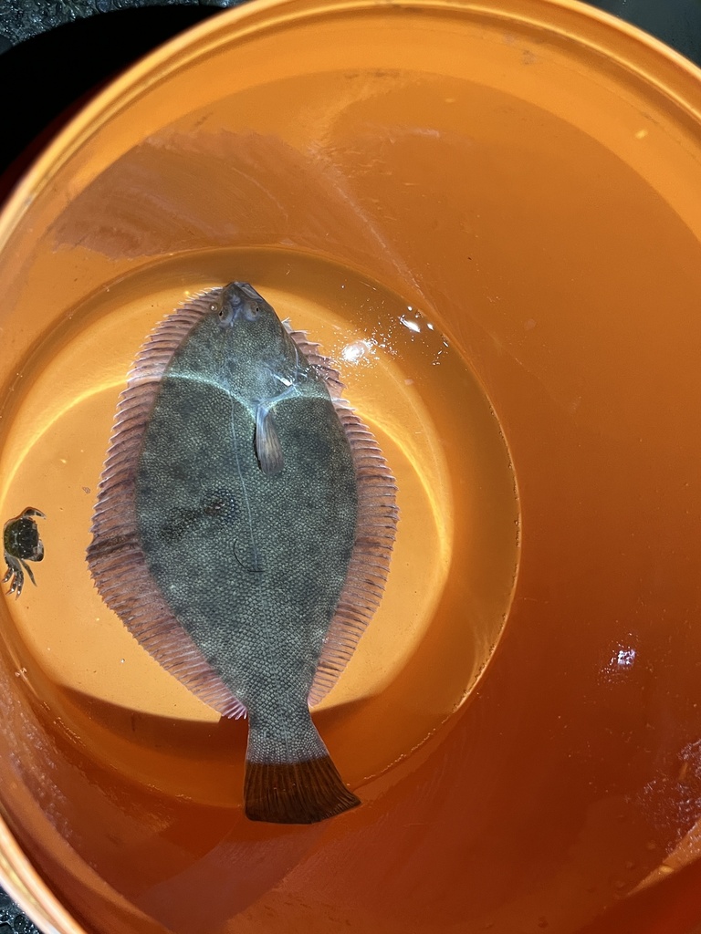 Yellowbelly Flounder from 南太平洋, Heathcote Ward, 坎特伯雷, NZ on April 28