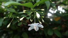 Wrightia religiosa