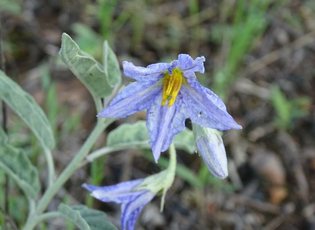 silverleaf nightshade from Comal County, TX, USA on April 28, 2024 at ...