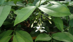 Wrightia religiosa