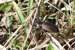 Carabus regalis
