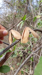 Semialarium mexicanum