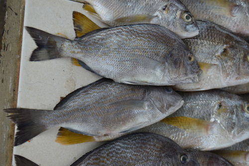 Brassy grunt (Orthopristis chalceus) — Haemulidae — 4