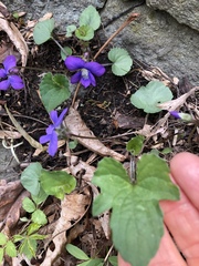 Viola triloba