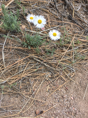 Erigeron tracyi