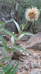 Cephalanthus salicifolius