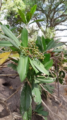 Ardisia revoluta