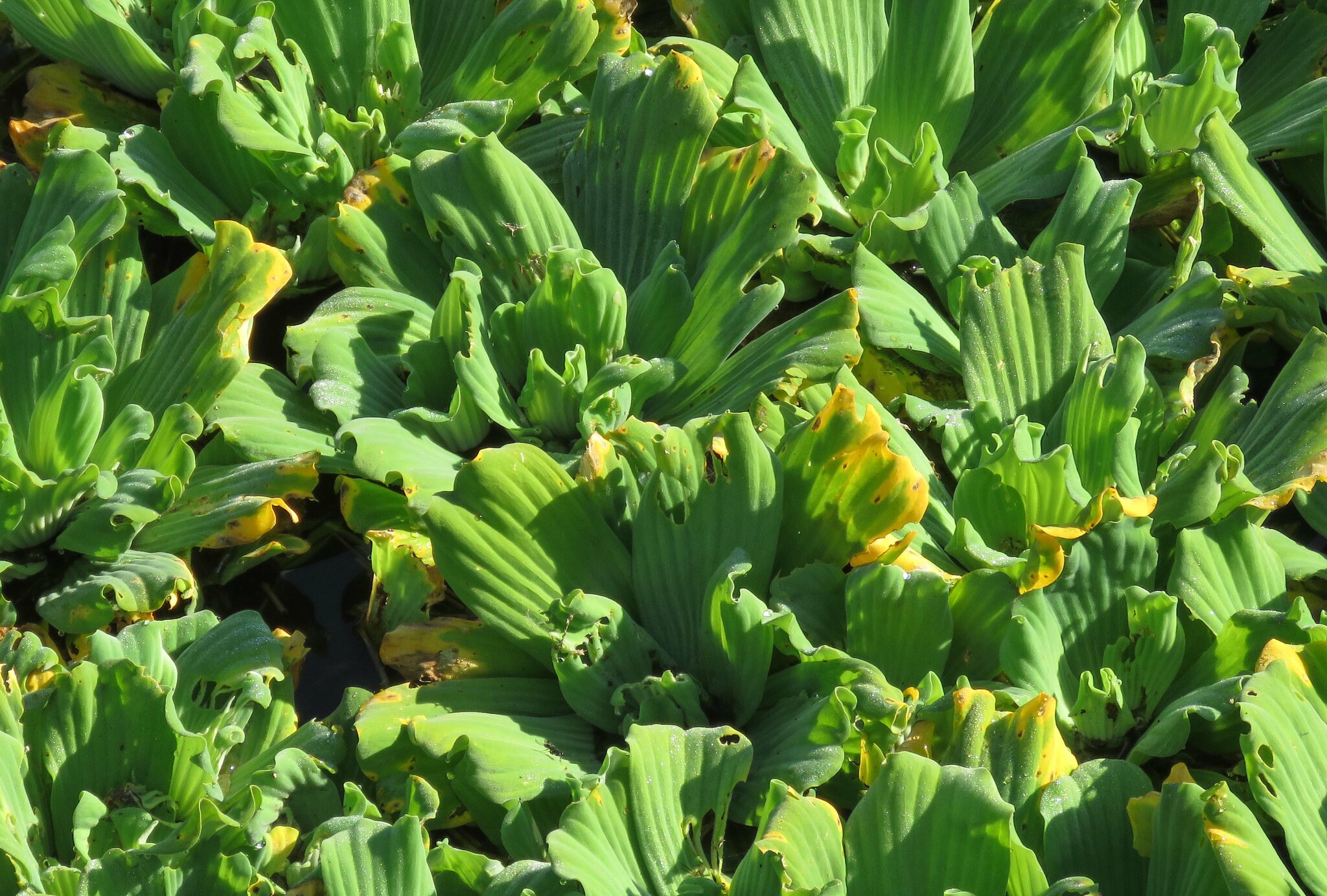 Pistia stratiotes