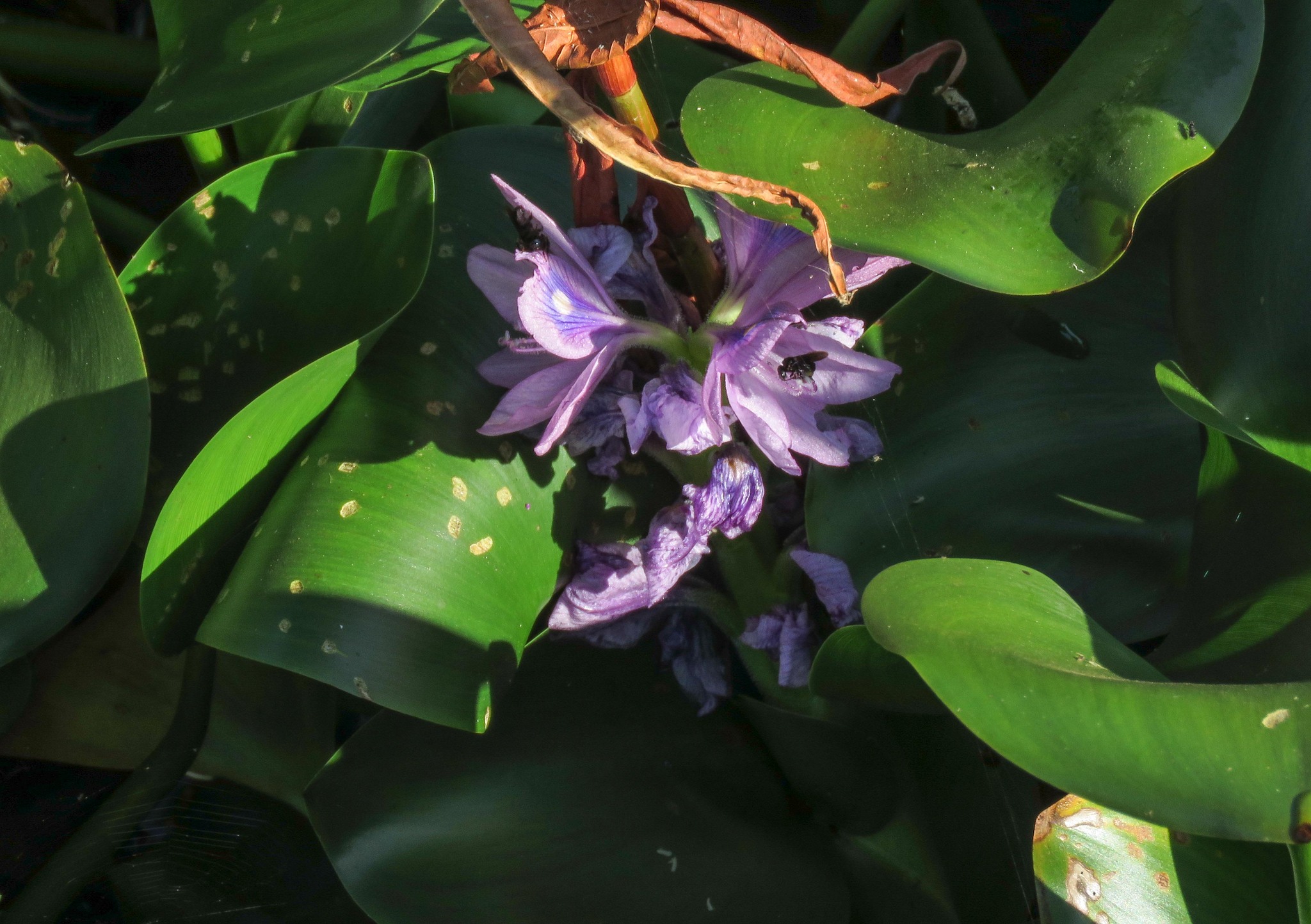 Pontederia crassipes