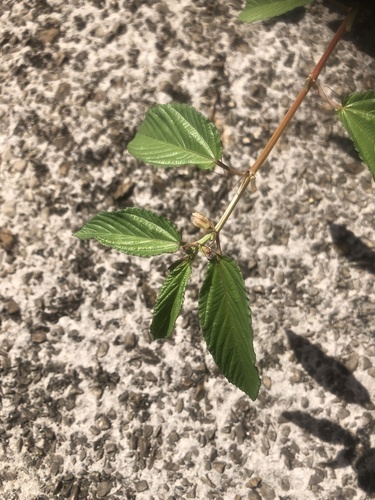 Corchorus olitorius observed 2024-04-28