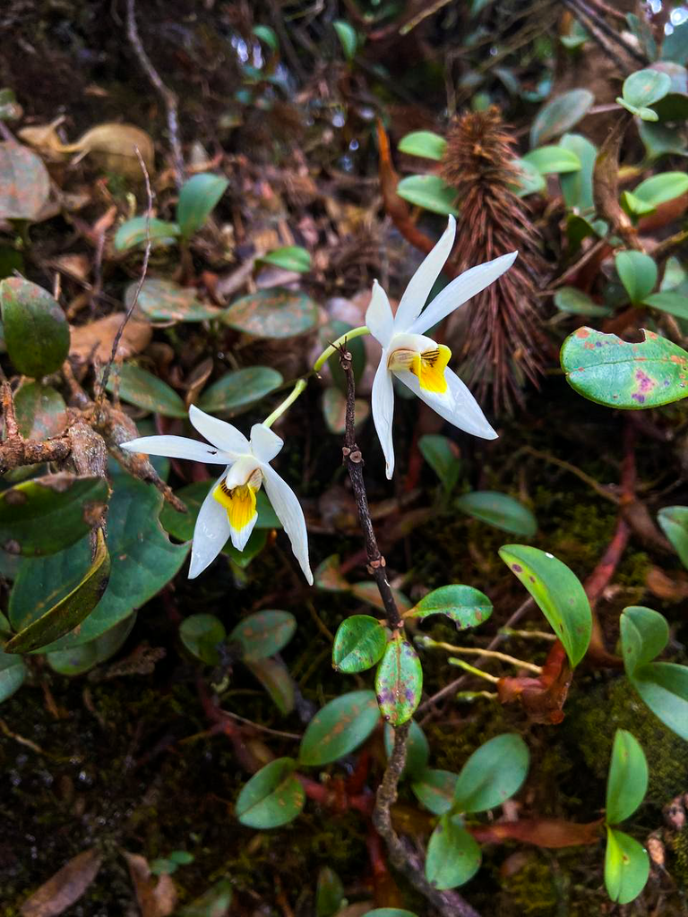Dendrobium longipes Hook.f. 3