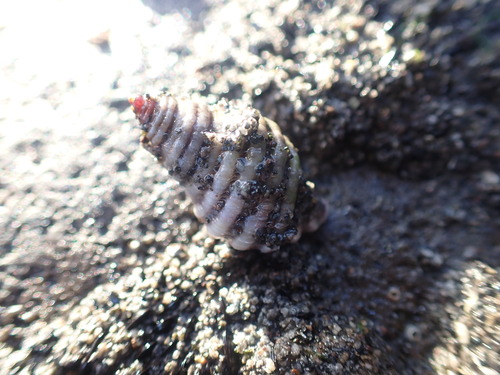 Paratrophon exsculptus, 2024-04-26