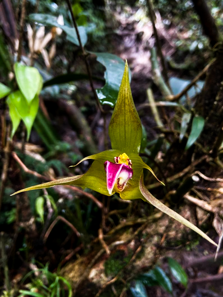 Bulbophyllum uniflorum (Blume) Hassk.