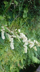 Astilbe longicarpa