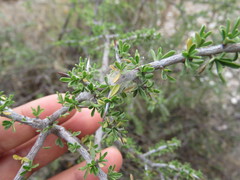 Citharexylum brachyanthum