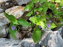 Tinantia pringlei, photograph Rodolfo Salinas Villarreal, CC BY, iNaturalist via GBIF