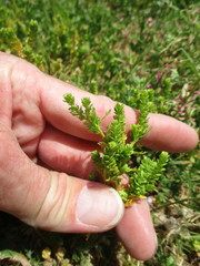 Lepidium strictum